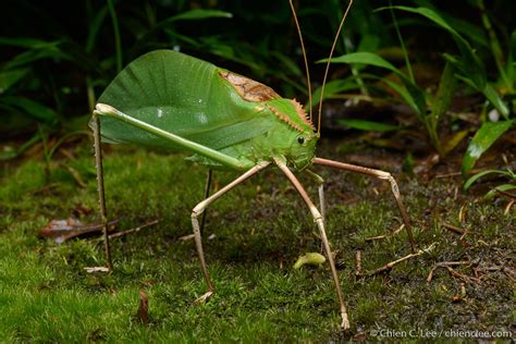 giant malaysian katydid|Giant Katydid l Breathtaking Variety